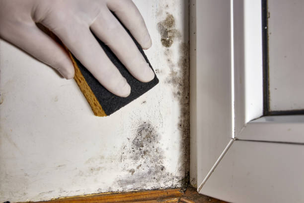 Best Emergency Mold Remediation  in Picacho Hills, NM